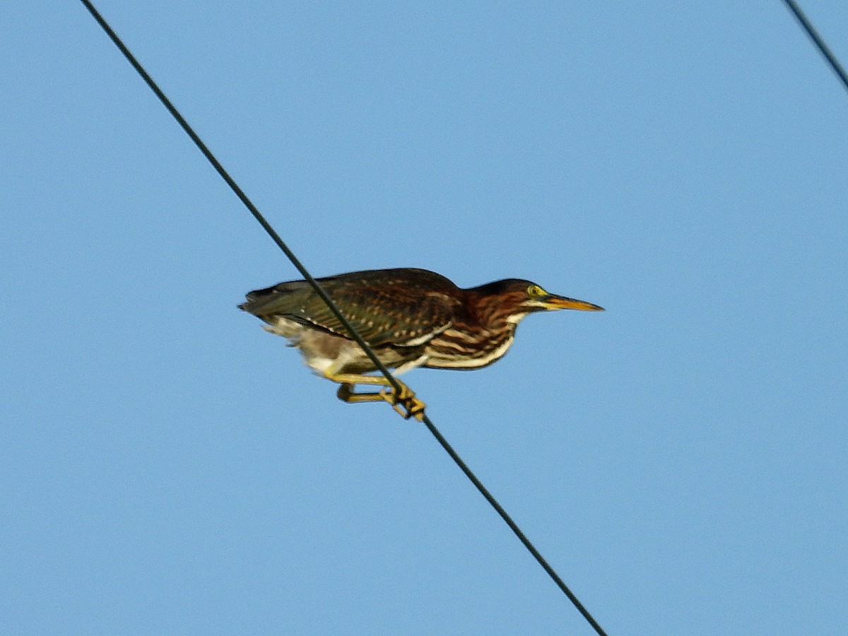 Green Heron - ML622068983