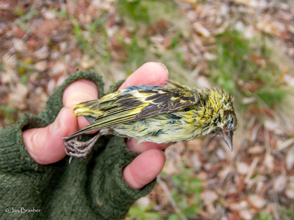 Pine Siskin - Jay Brasher