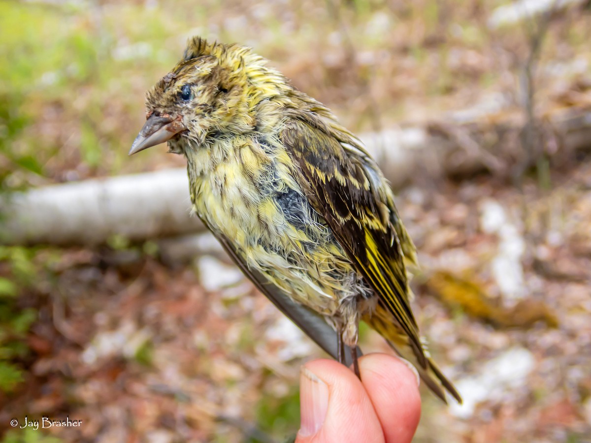 Pine Siskin - ML622068985