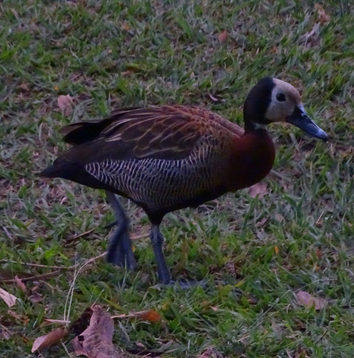 White-faced Whistling-Duck - ML622068986