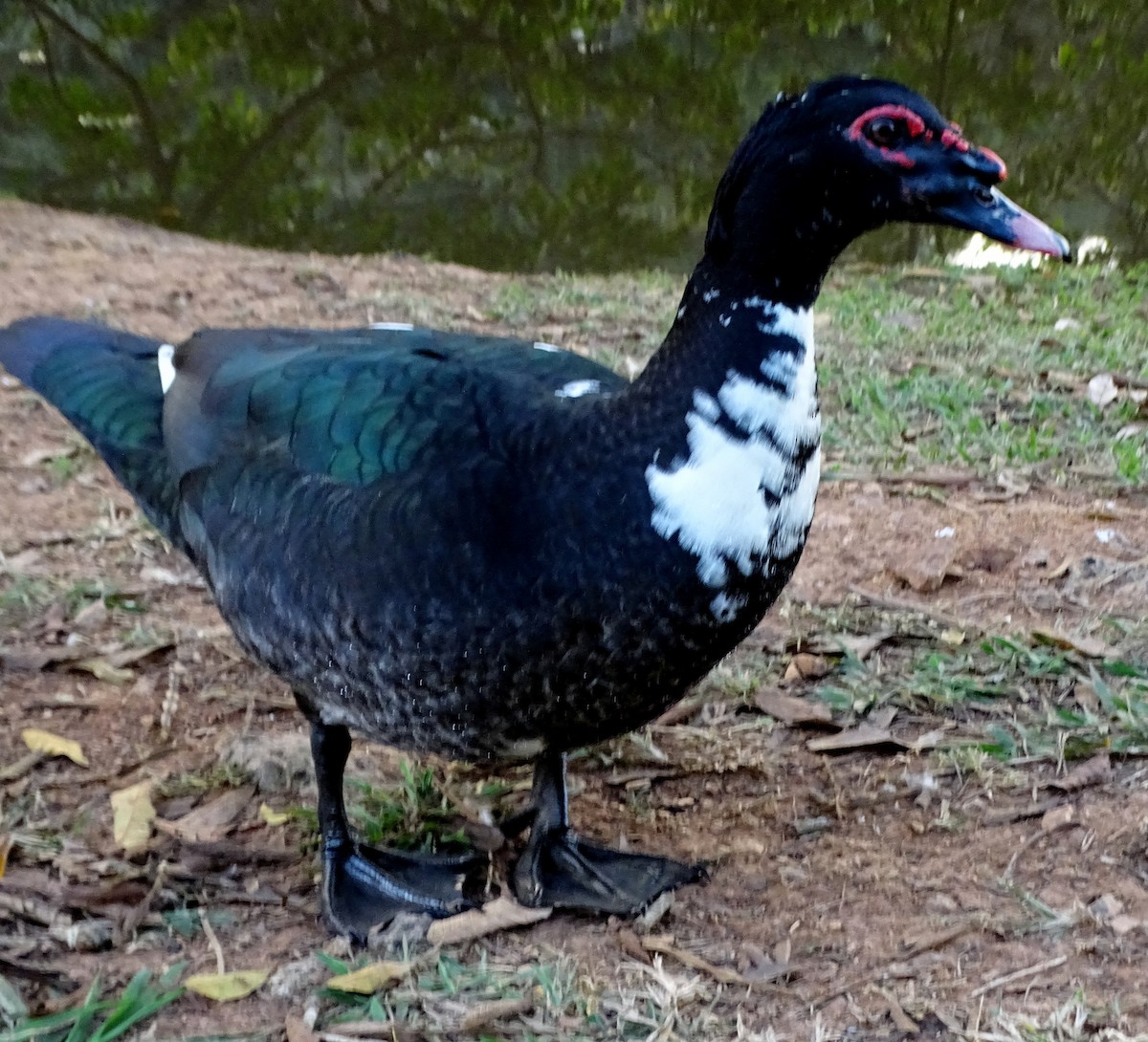 Muscovy Duck (Domestic type) - Luciana Goya