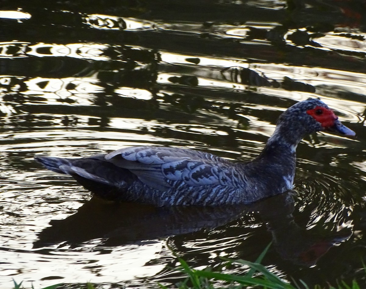 Muscovy Duck (Domestic type) - ML622068989