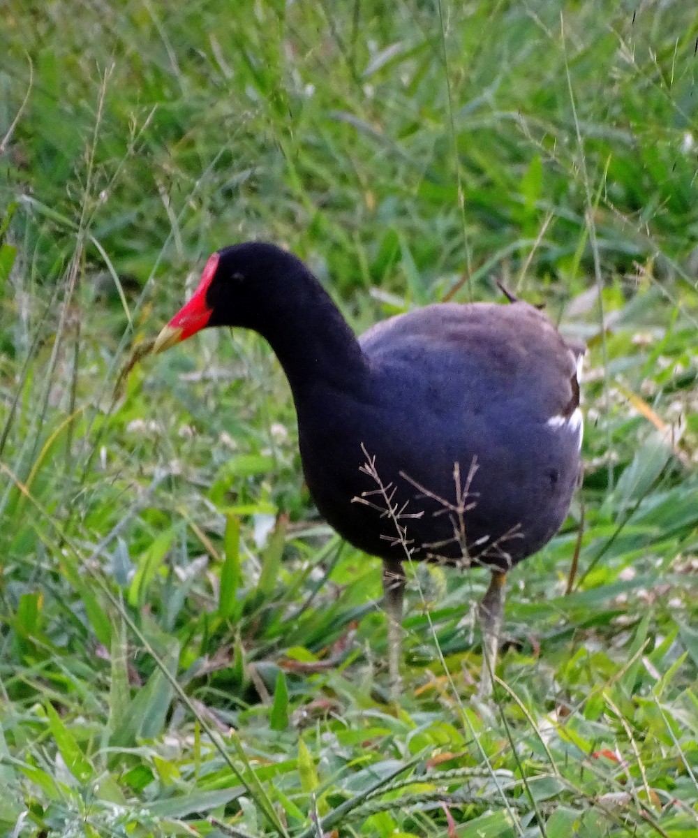 Common Gallinule - ML622068992