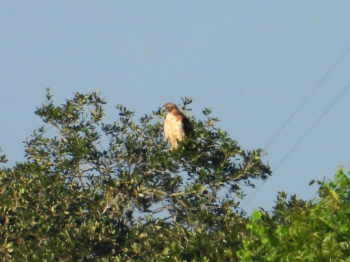 Red-tailed Hawk - ML622068994