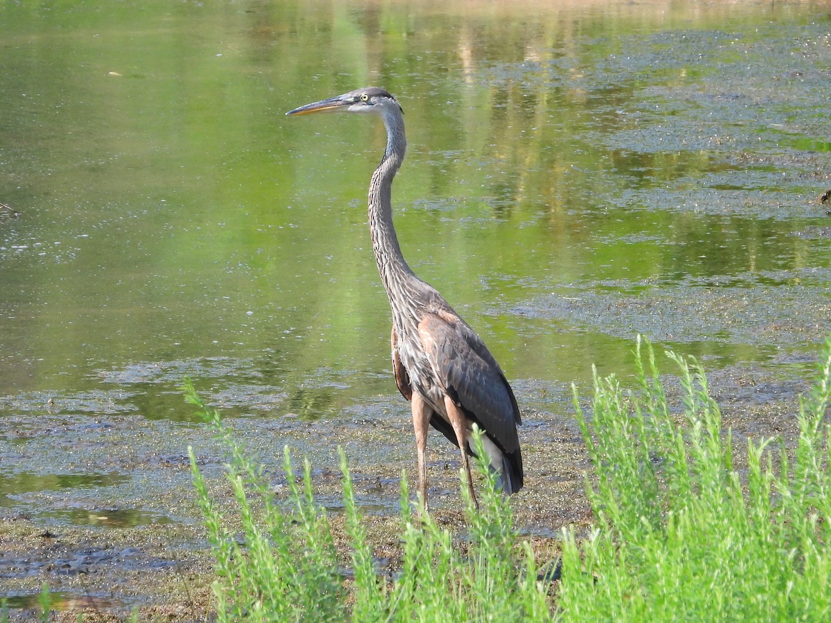 Great Blue Heron - ML622068998