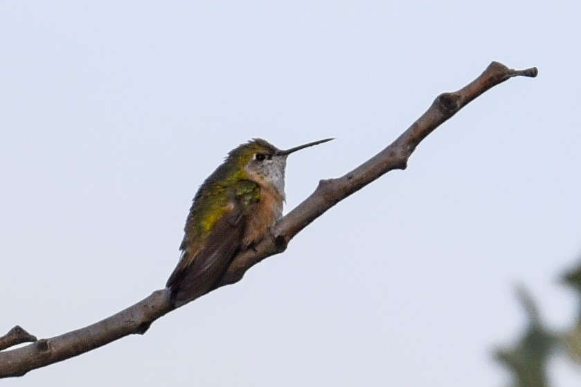 Rufous Hummingbird - ML622069000