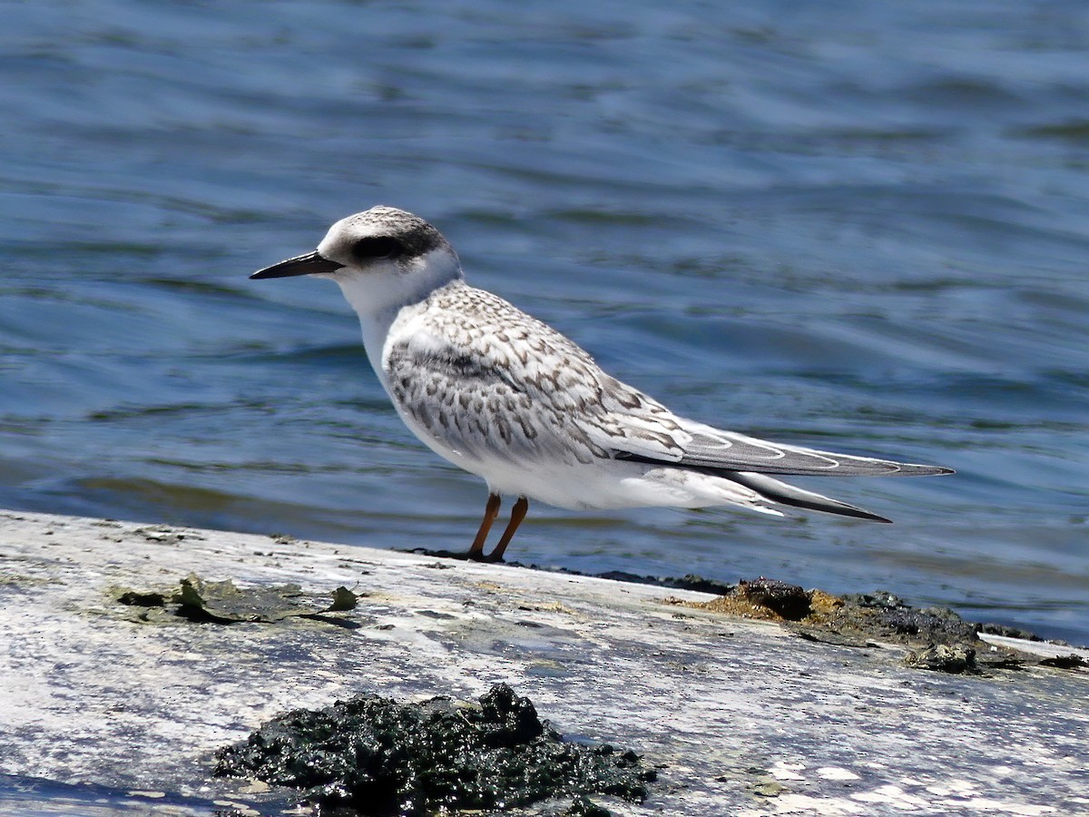 Least Tern - Brett Badeaux