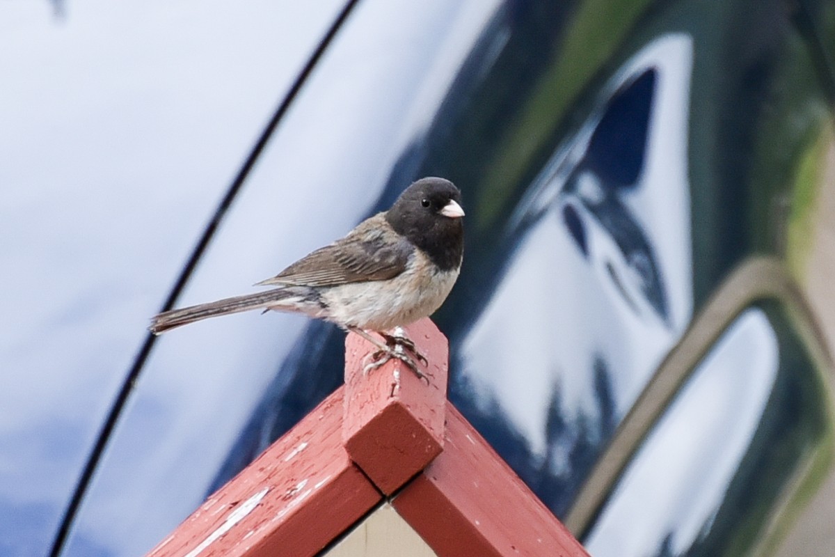 Dark-eyed Junco - ML622069017