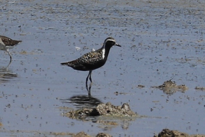 Pacific Golden-Plover - ML622069023