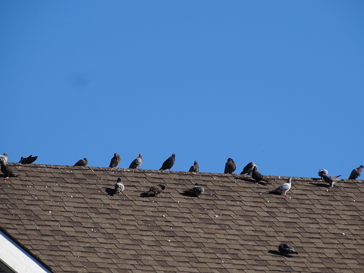 Rock Pigeon (Feral Pigeon) - ML622069026