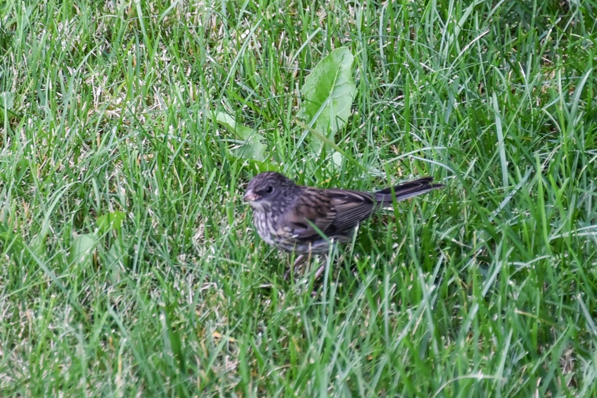 Dark-eyed Junco - ML622069030