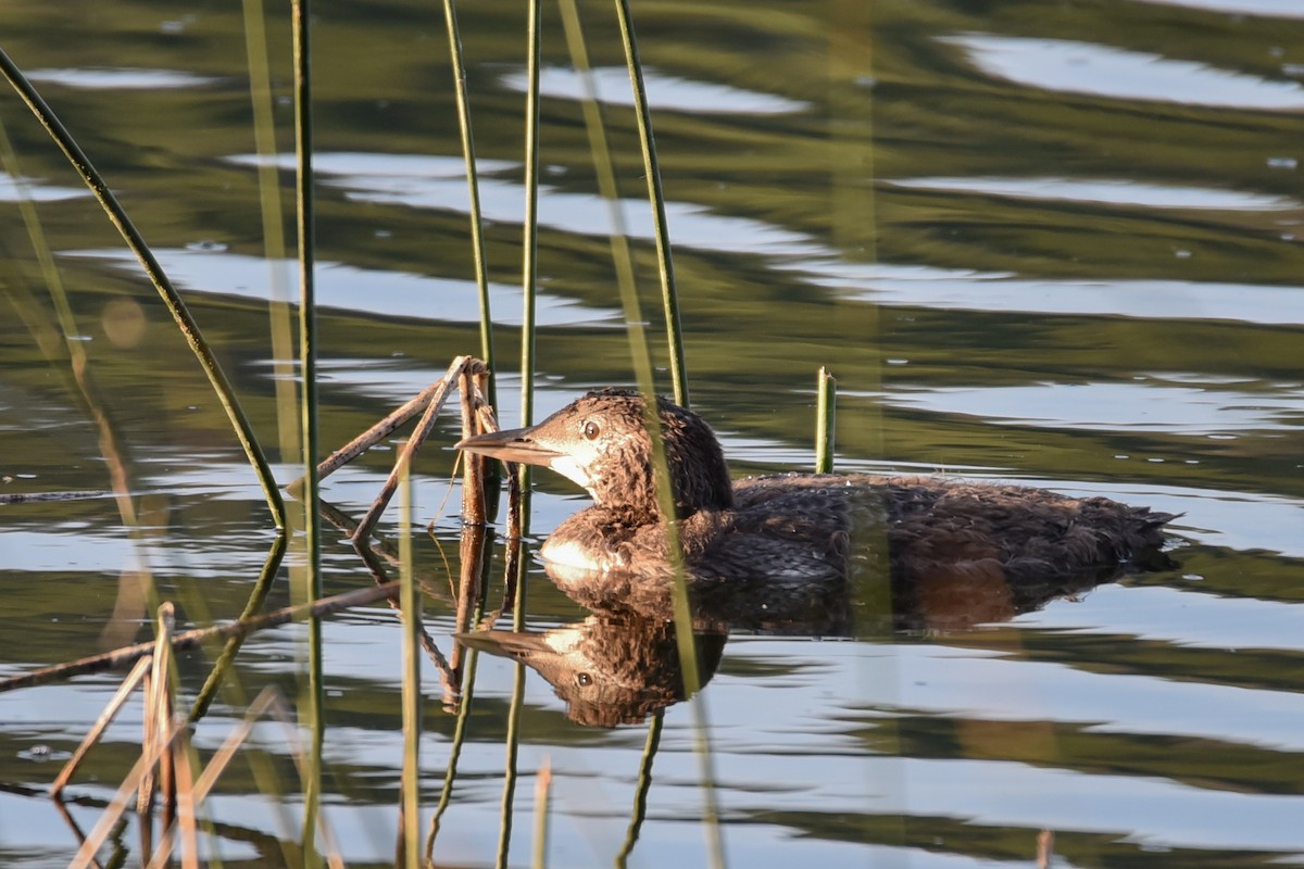 Common Loon - ML622069063