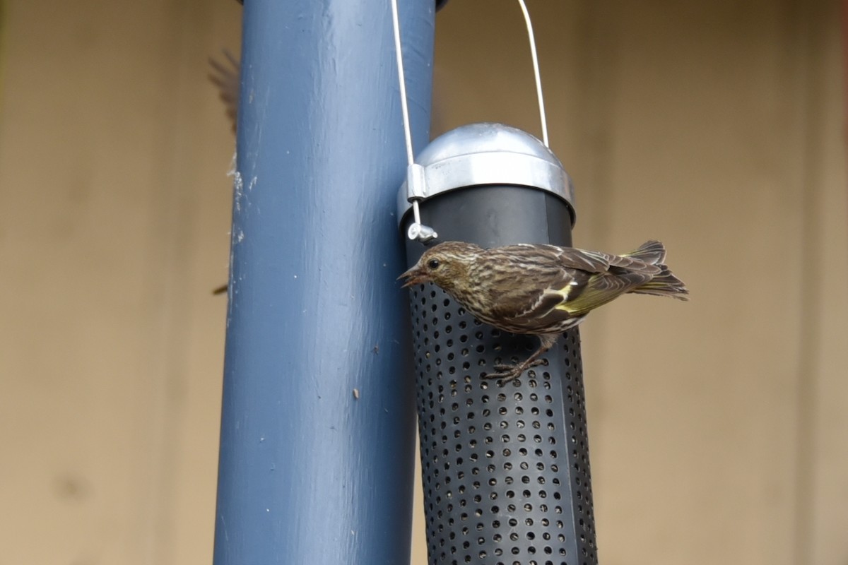 Pine Siskin - ML622069099