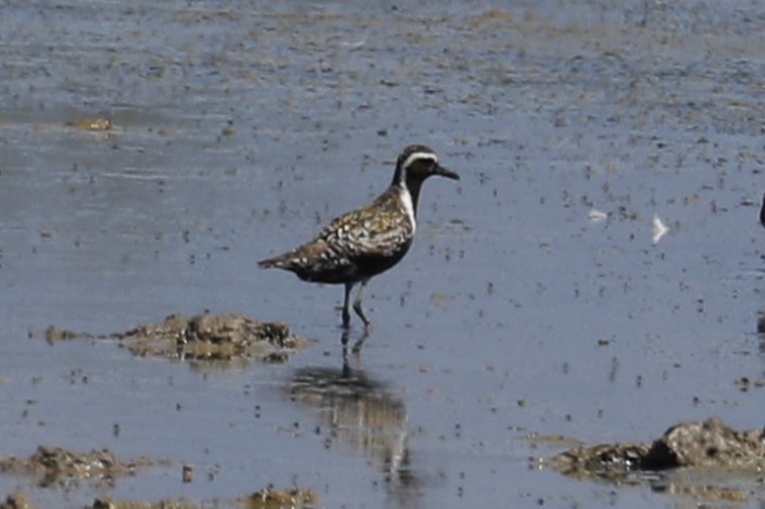 Pacific Golden-Plover - ML622069107