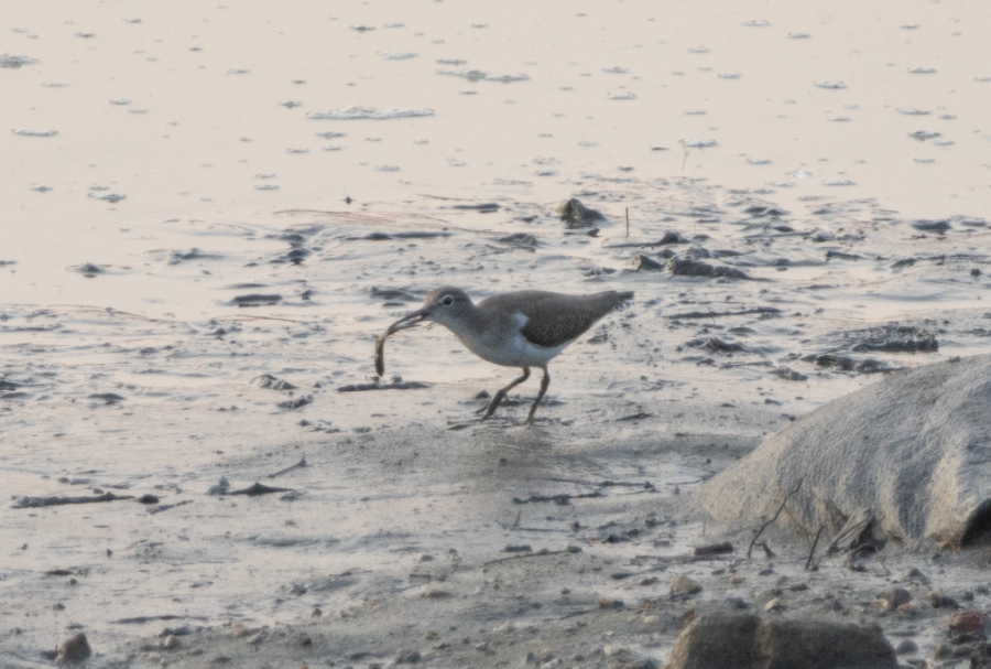 Spotted Sandpiper - Will Salmon 🪱