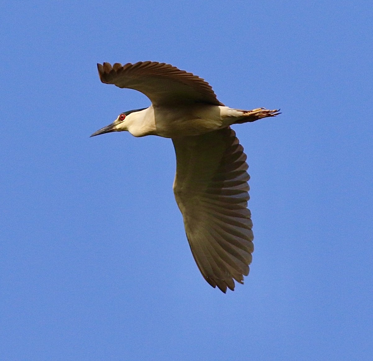 Black-crowned Night Heron - ML622069182