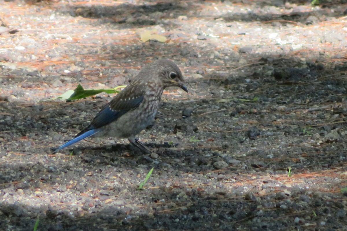 Eastern Bluebird - Judy  Cagle