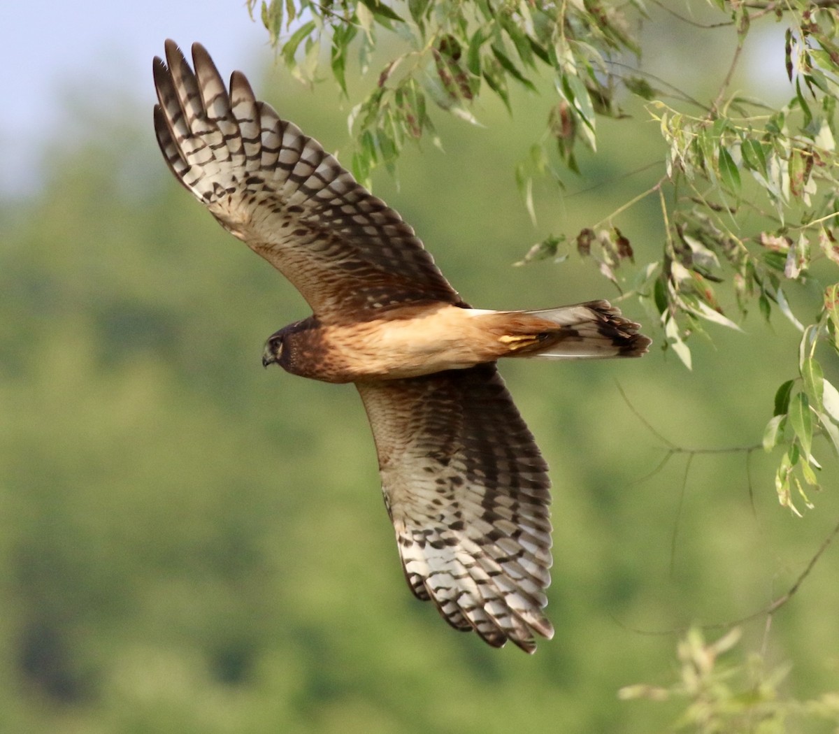 Northern Harrier - Brian Miller