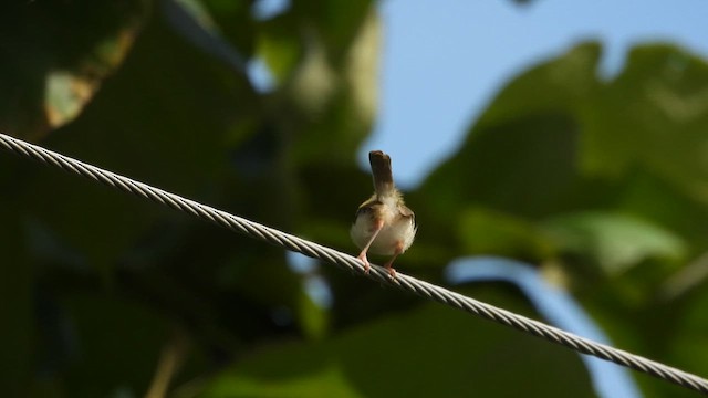 Common Tailorbird - ML622069199