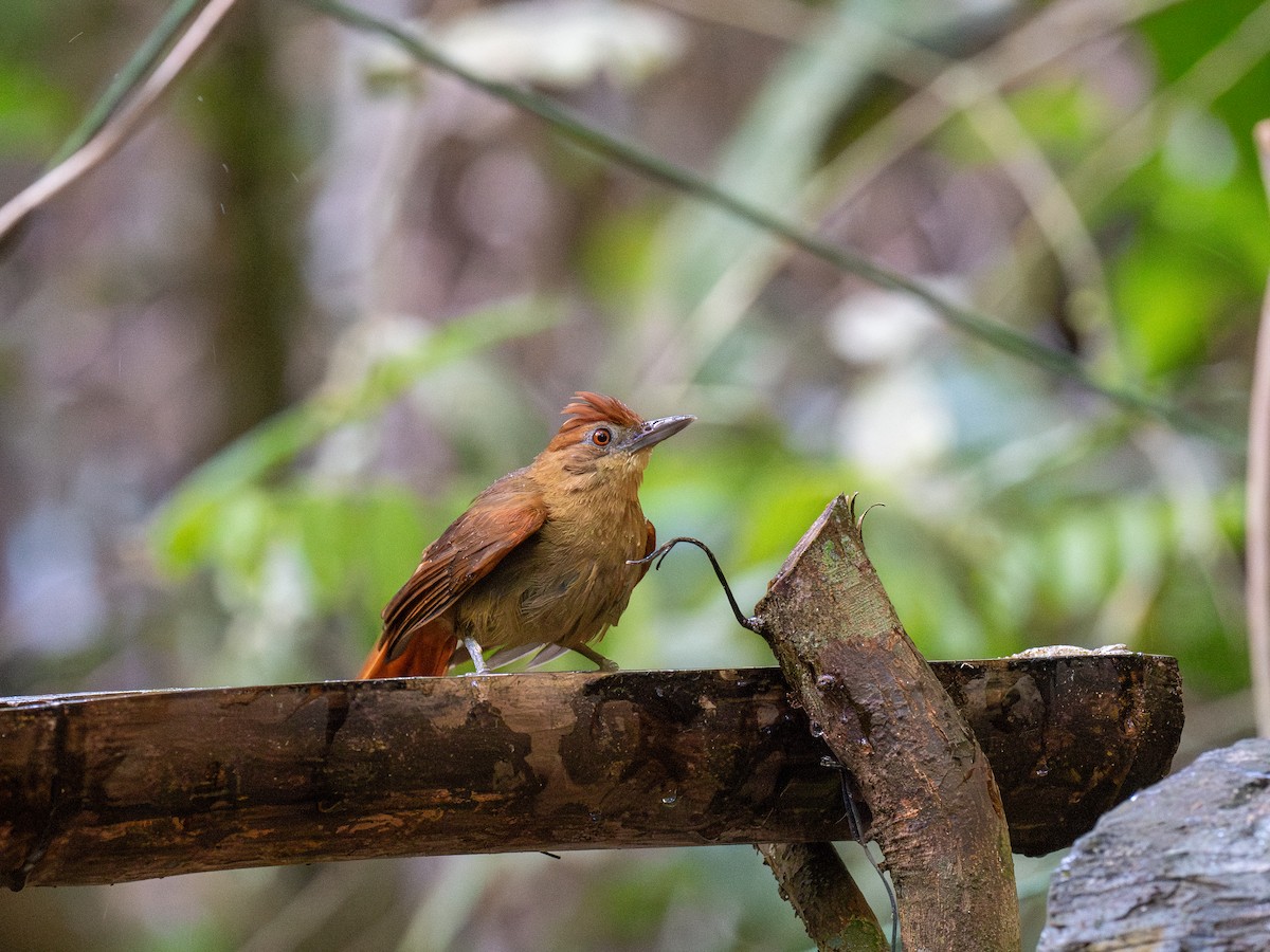 Chestnut-crowned Foliage-gleaner - ML622069205