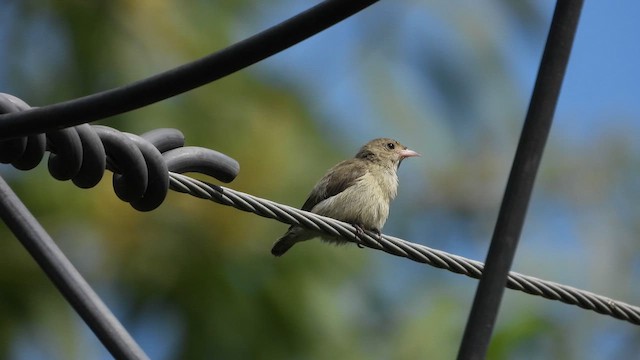 Pale-billed Flowerpecker - ML622069210