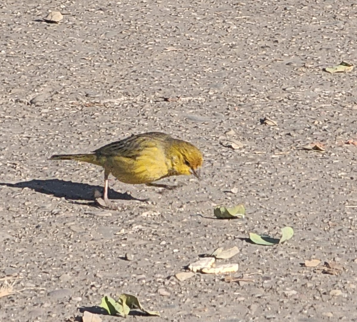 Saffron Finch - Marisel Morales