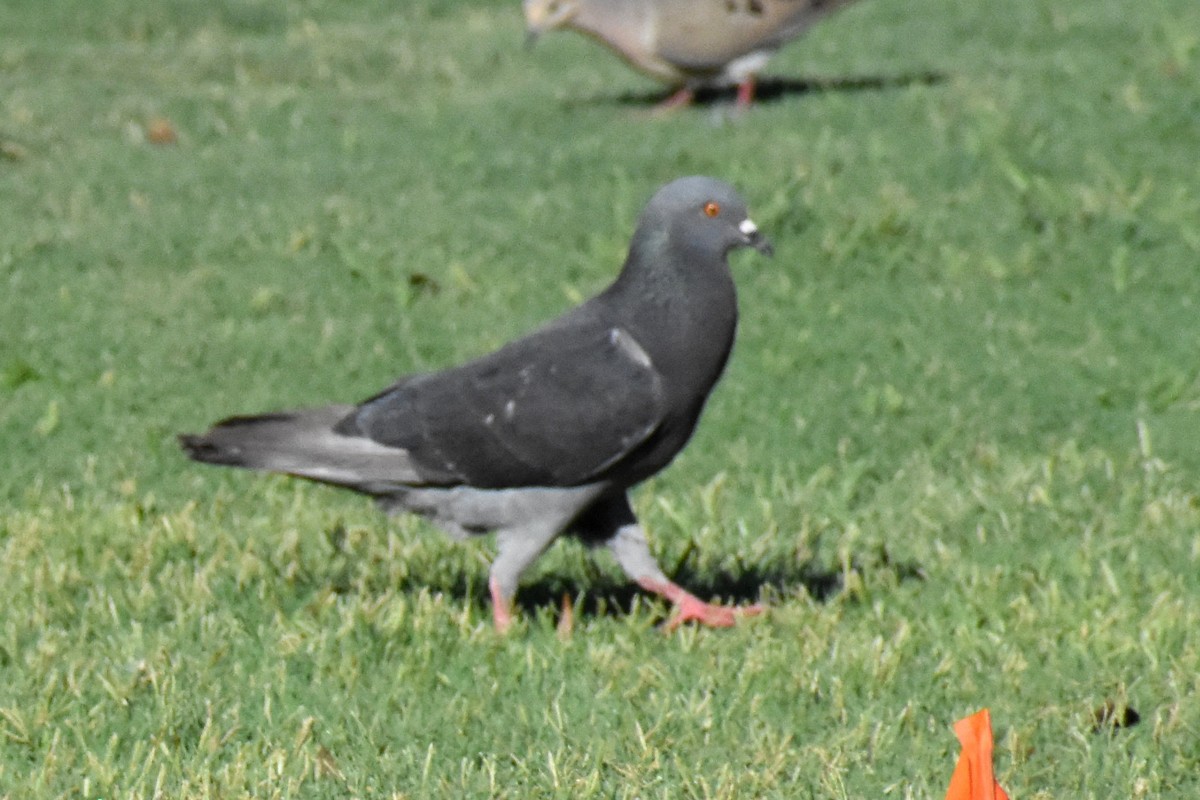 Rock Pigeon (Feral Pigeon) - ML622069312