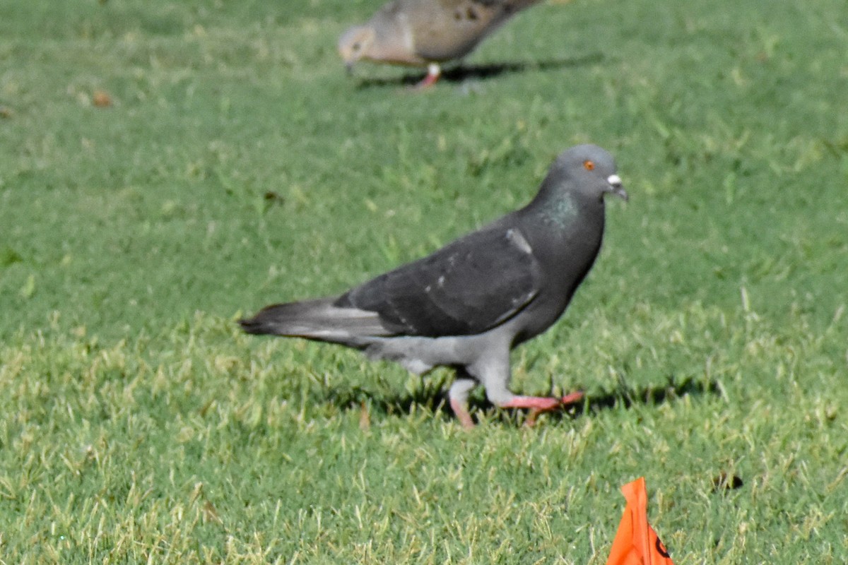 Rock Pigeon (Feral Pigeon) - ML622069313