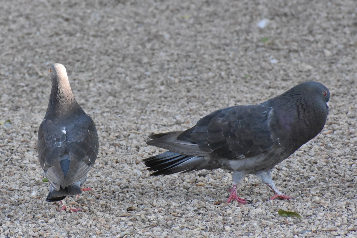 Rock Pigeon (Feral Pigeon) - ML622069314