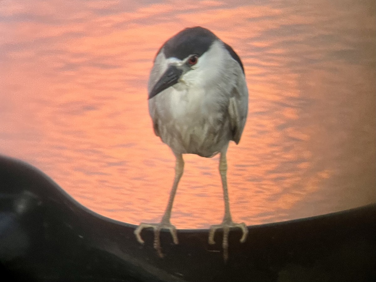 Black-crowned Night Heron - ML622069385