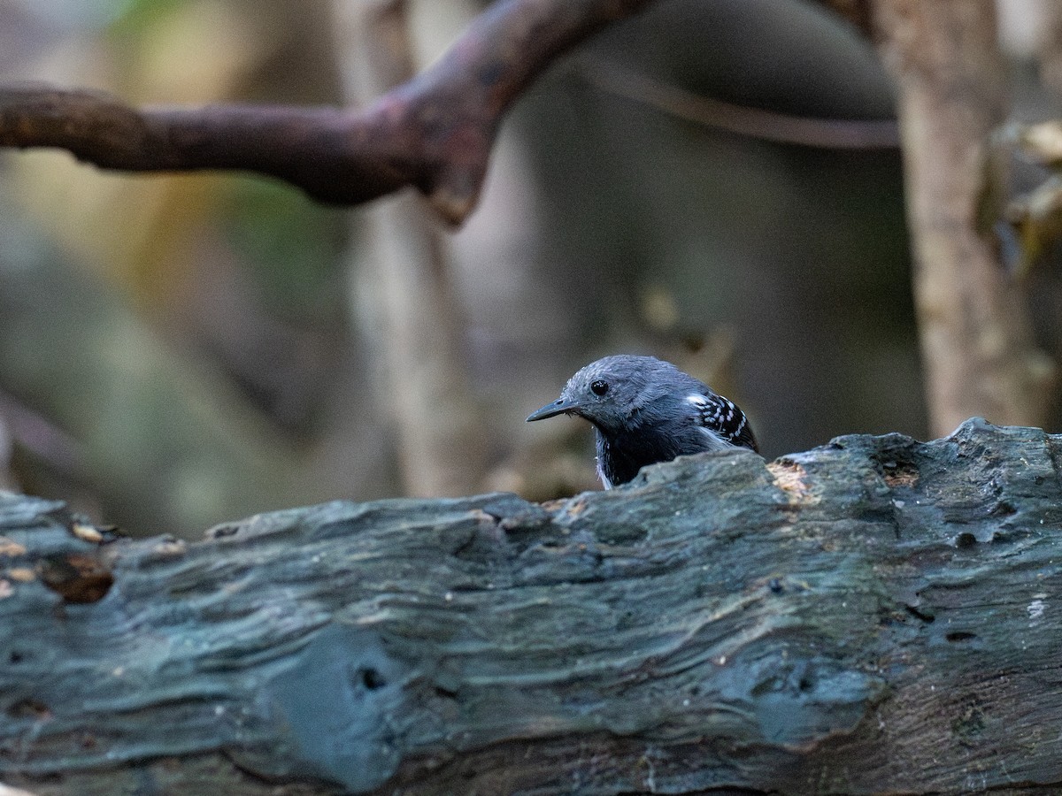 White-flanked Antwren - ML622069417