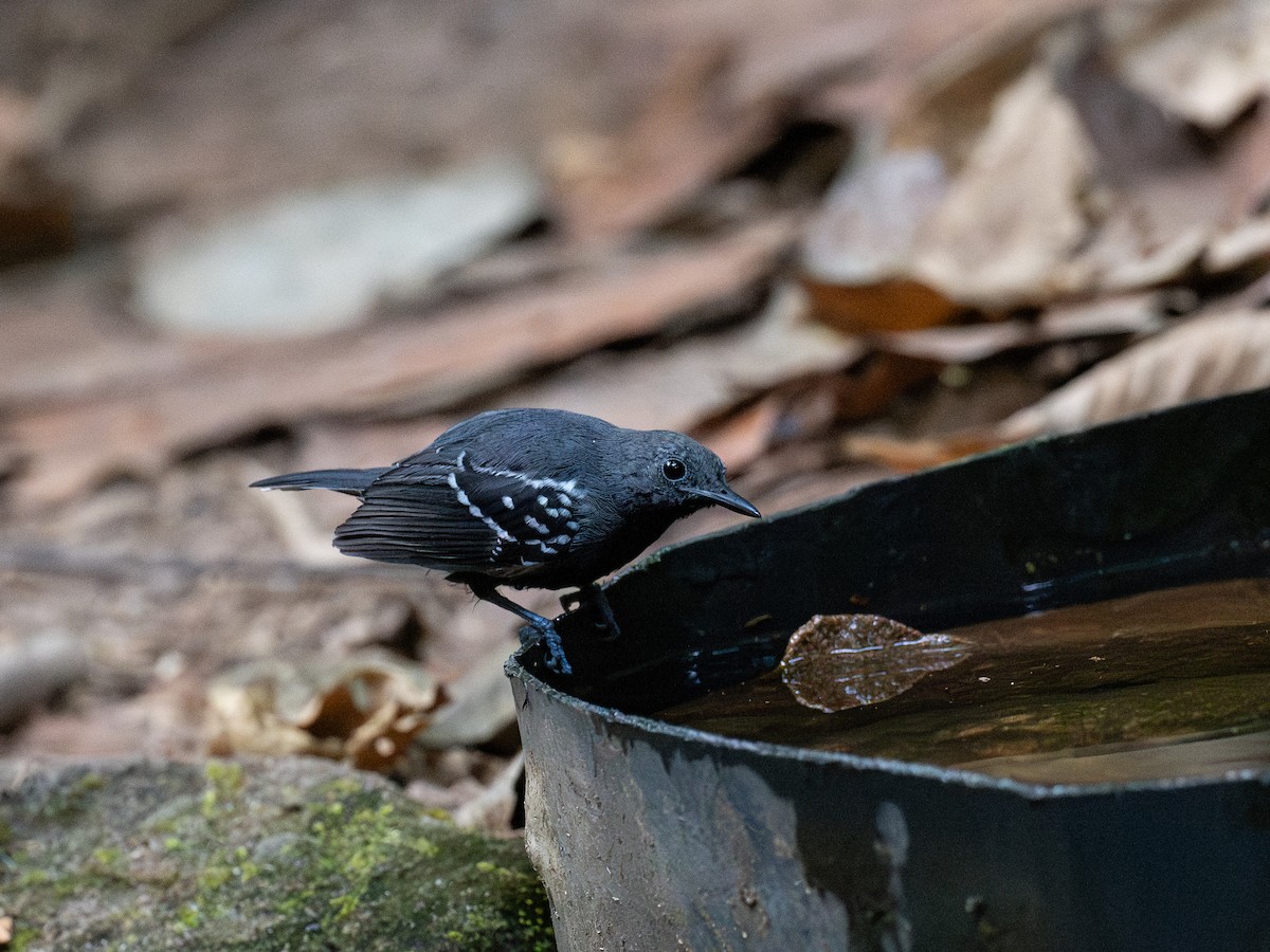 White-flanked Antwren - ML622069418