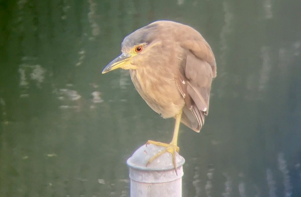 Black-crowned Night Heron - Lyla Arum