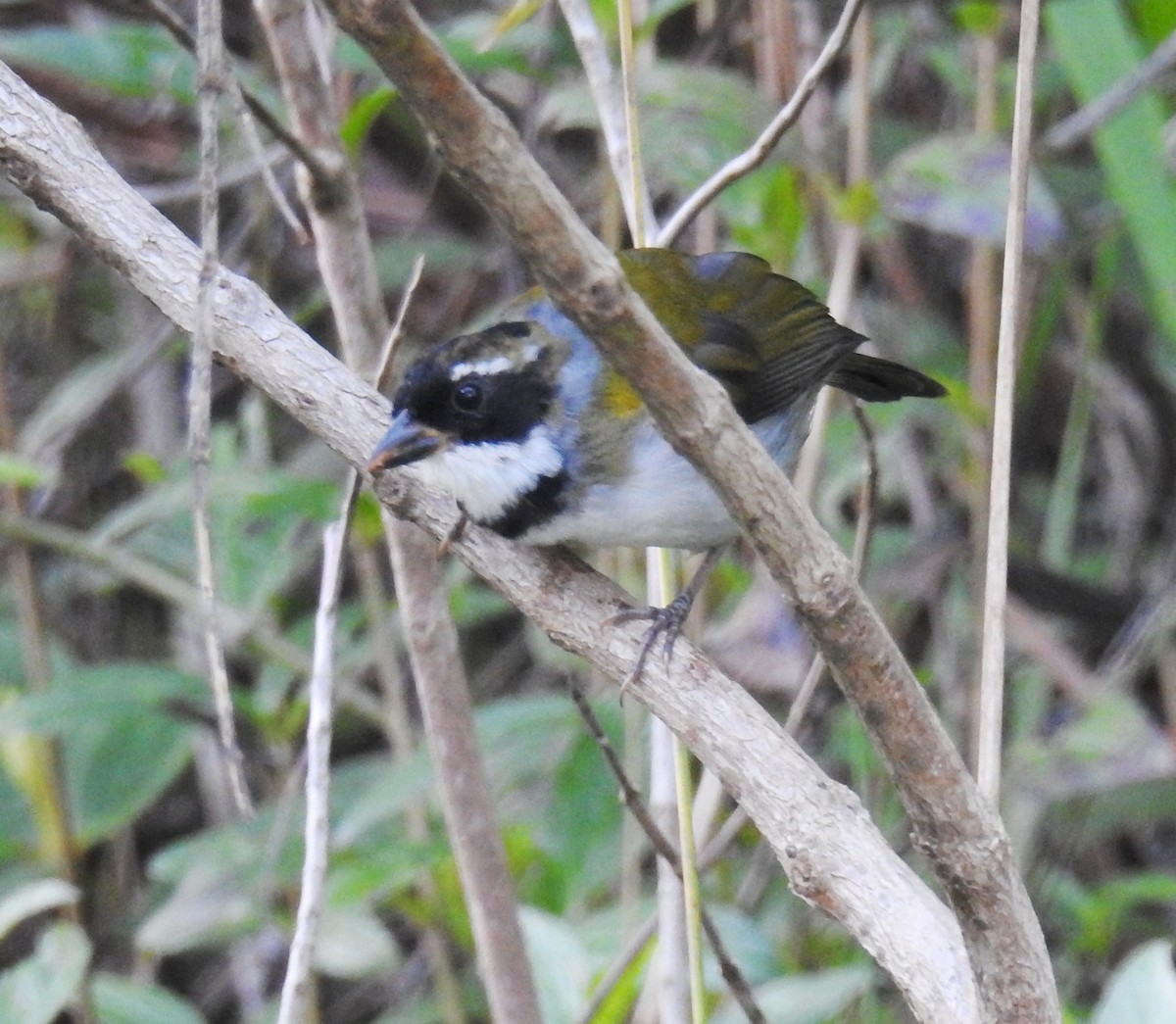 Saffron-billed Sparrow (Saffron-billed) - ML622069454