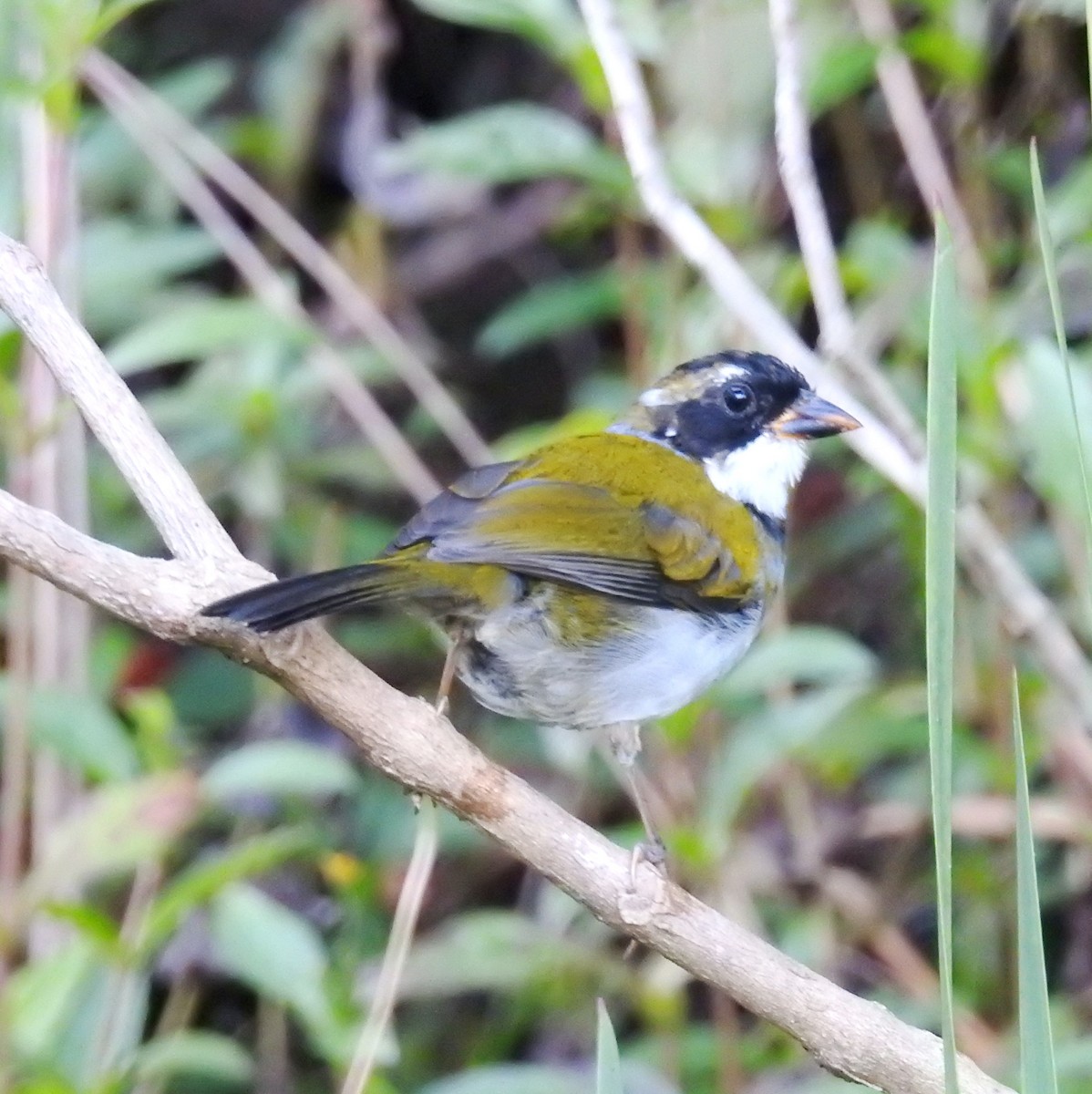 Saffron-billed Sparrow (Saffron-billed) - ML622069455