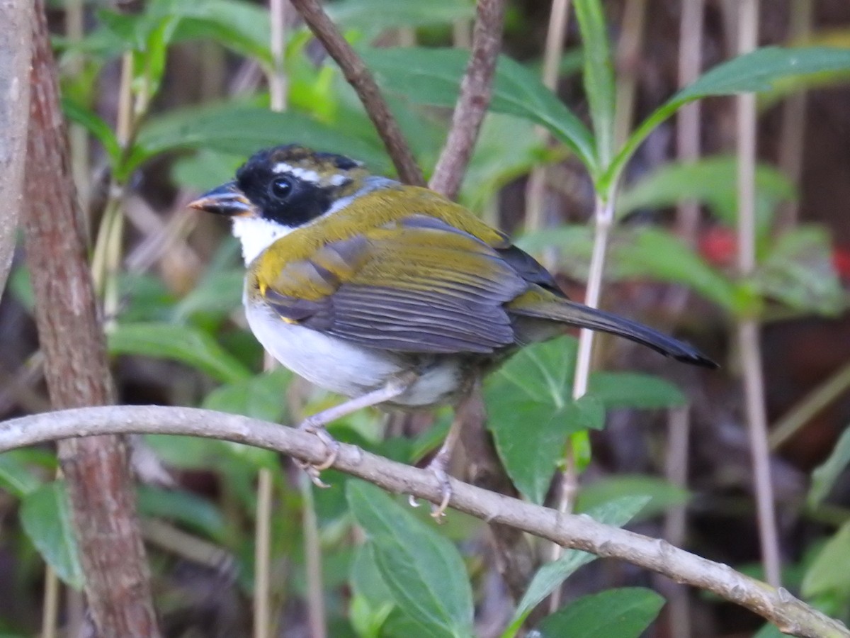 Saffron-billed Sparrow (Saffron-billed) - ML622069456