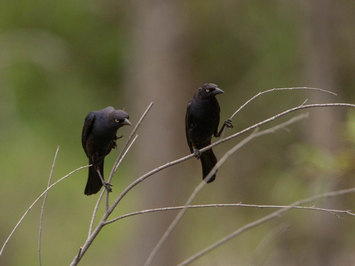 Brewer's Blackbird - ML622069501