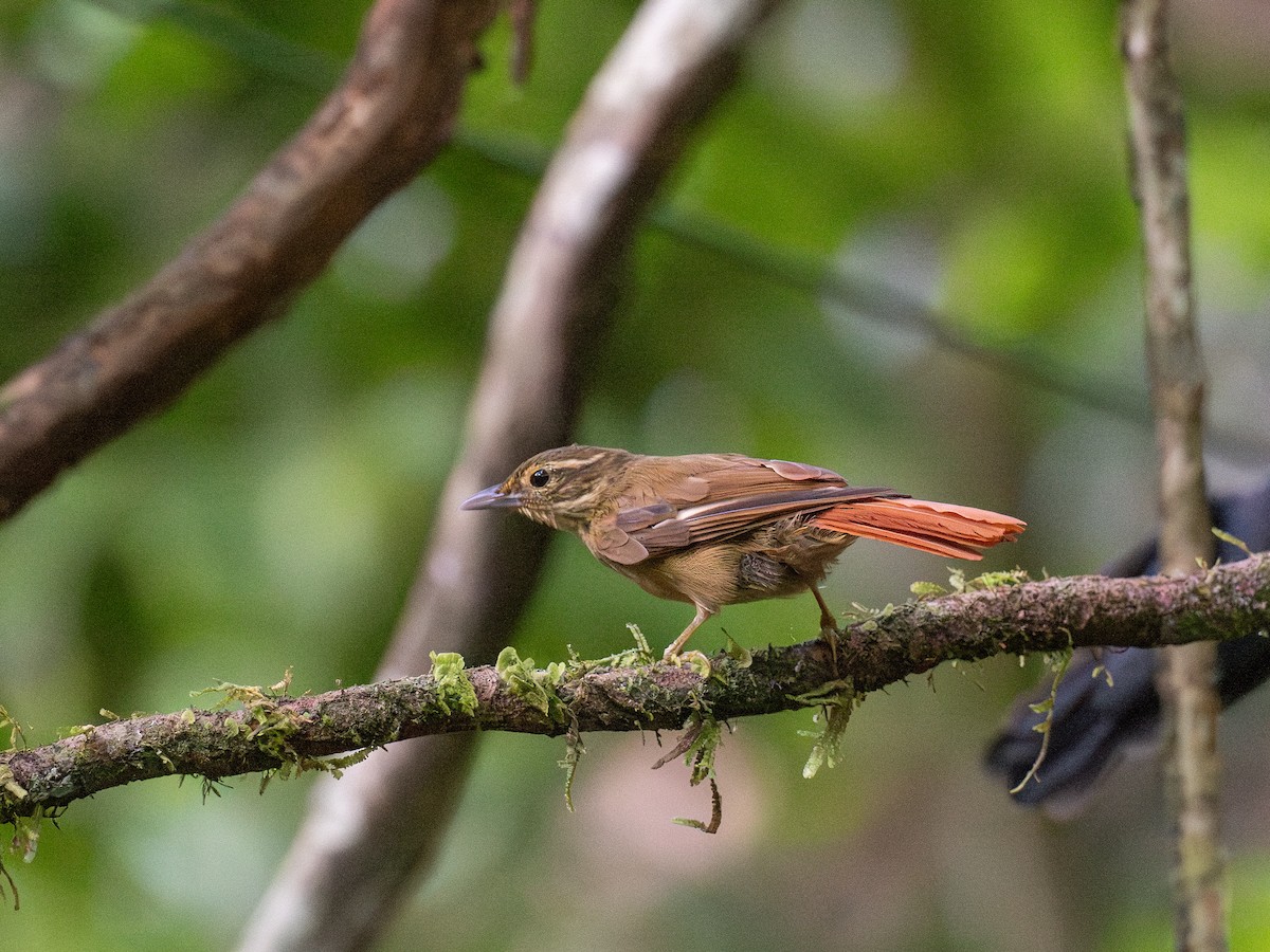 Ochre-throated Foliage-gleaner - ML622069516