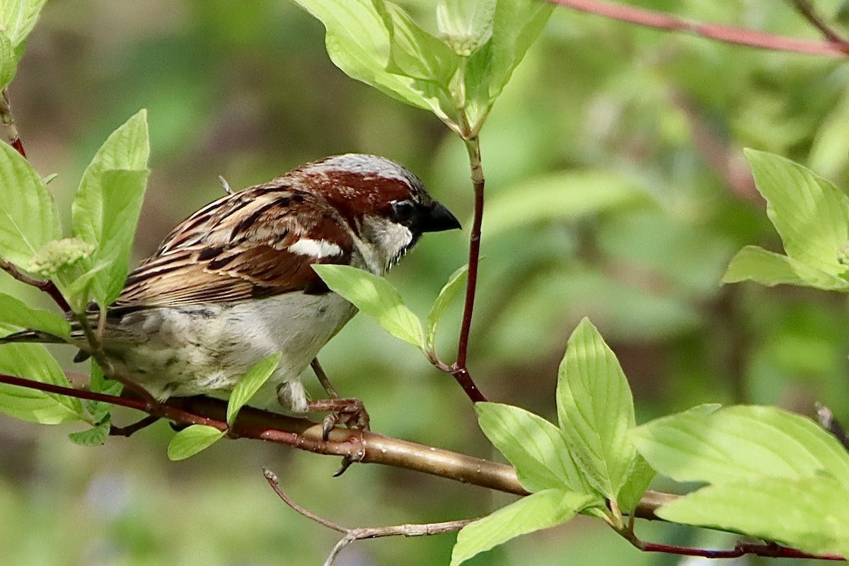 House Sparrow - ML622069599