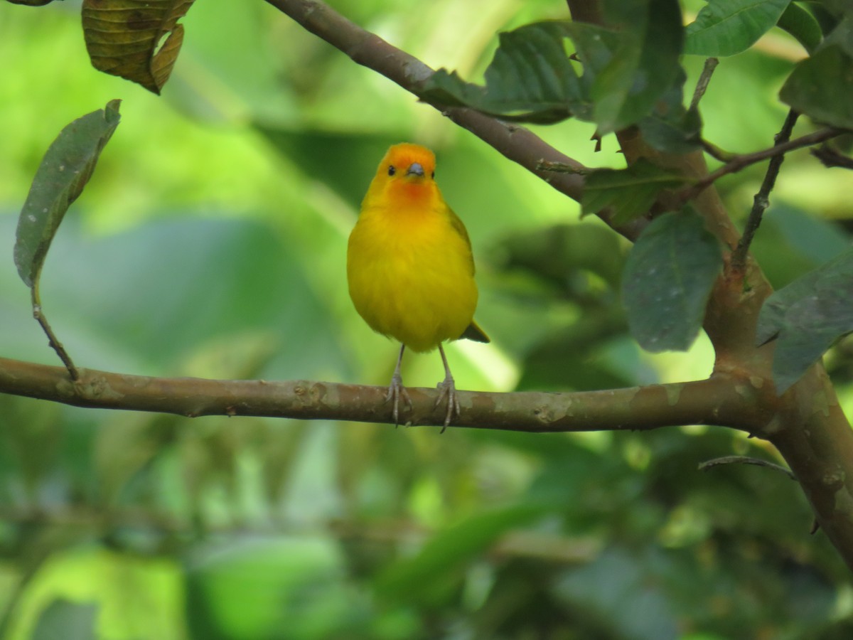 Saffron Finch - Matthias van Dijk