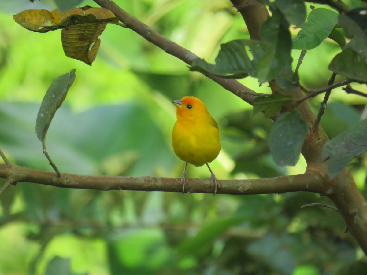 Saffron Finch - ML622069608