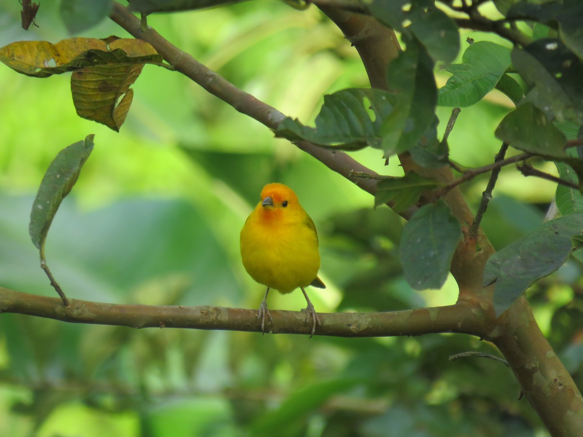 Saffron Finch - ML622069609