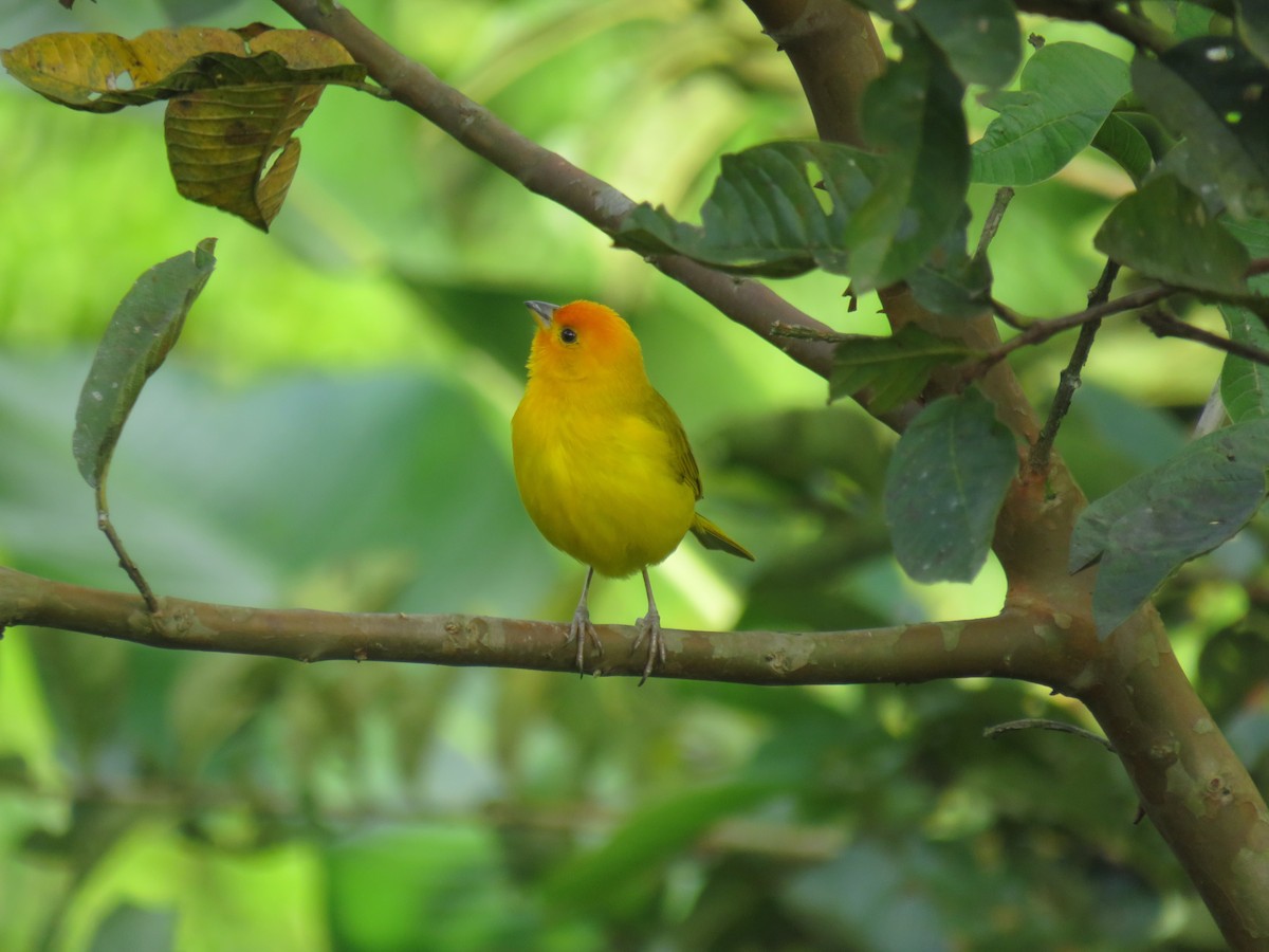 Saffron Finch - ML622069610