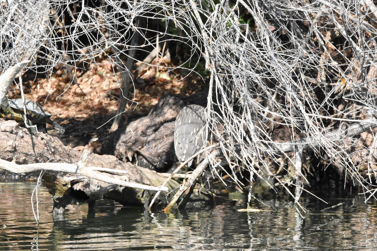 Black-crowned Night Heron - ML622069611