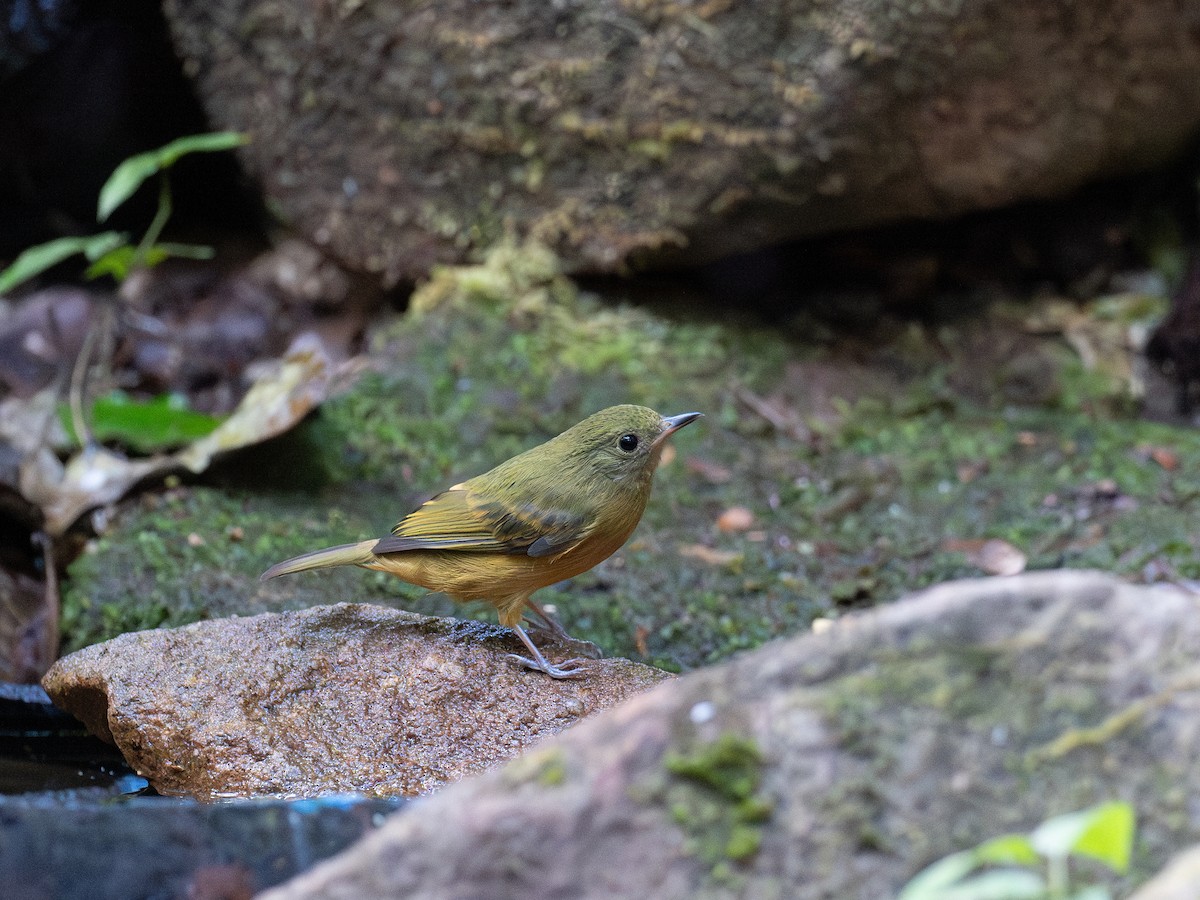 Ochre-bellied Flycatcher - ML622069650