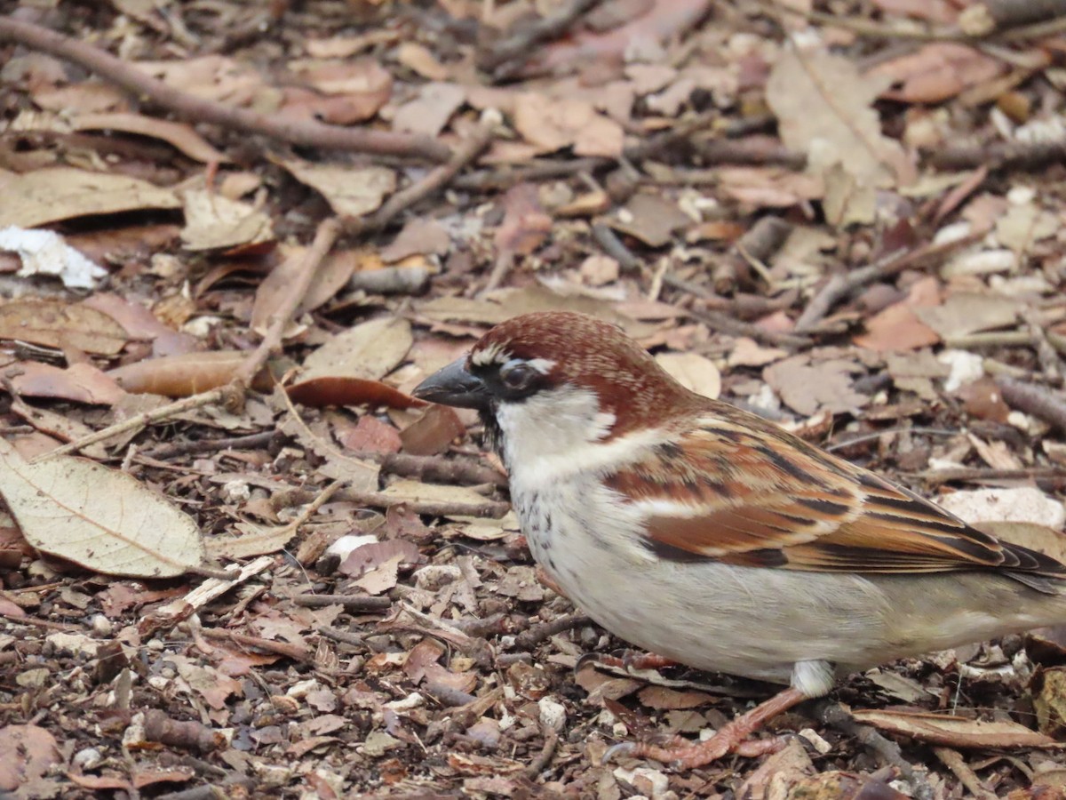 Moineau cisalpin - ML622069656