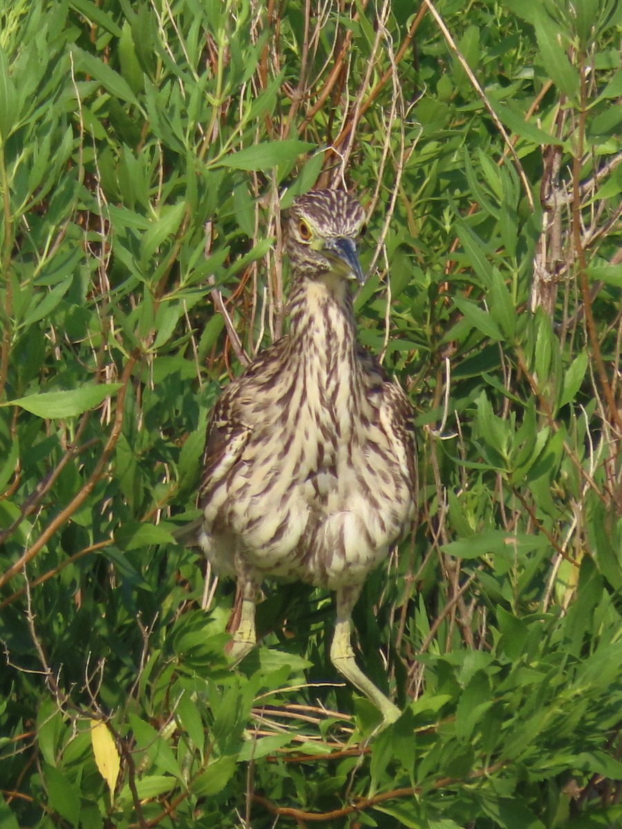 Black-crowned Night Heron (American) - ML622069675