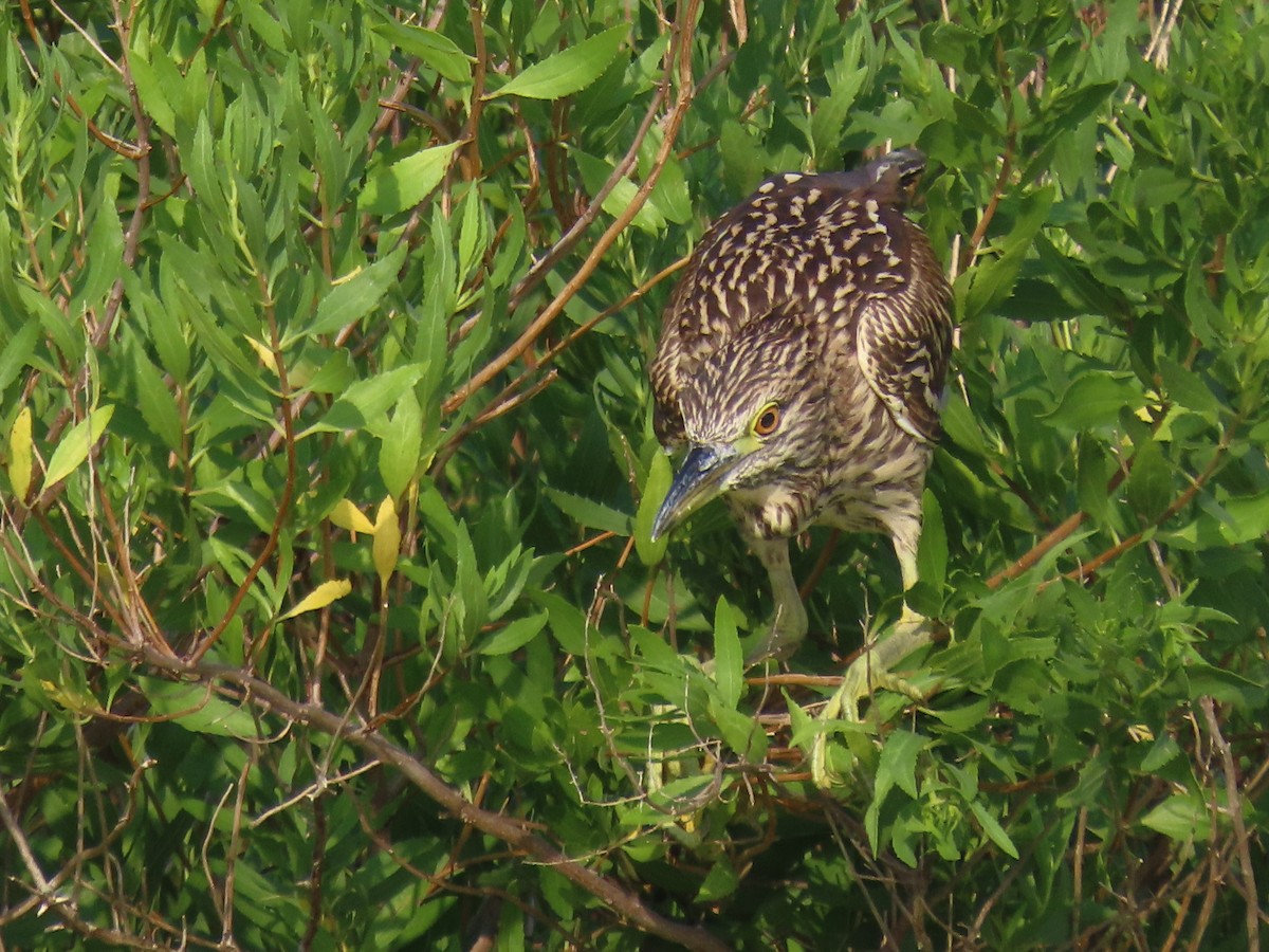 Black-crowned Night Heron (American) - Port of Baltimore