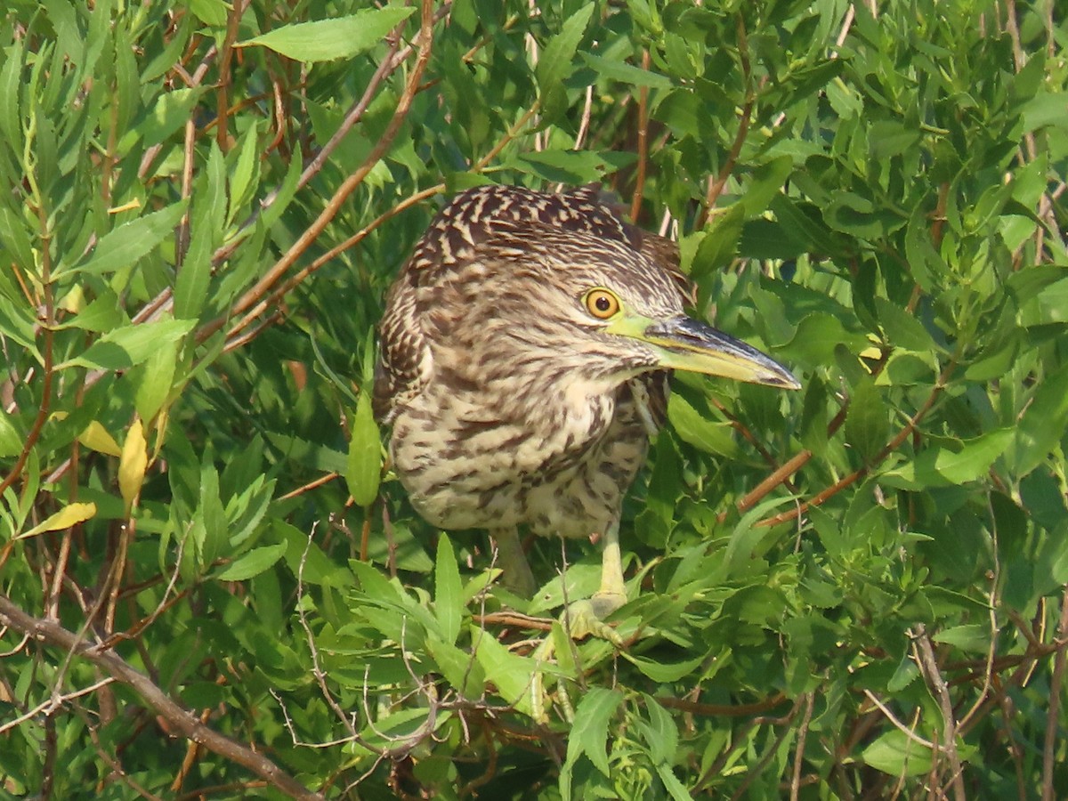 Black-crowned Night Heron (American) - ML622069679