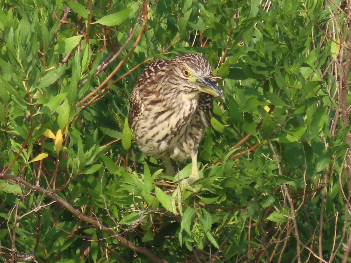 Black-crowned Night Heron (American) - ML622069681